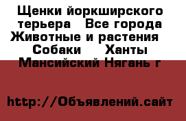 Щенки йоркширского терьера - Все города Животные и растения » Собаки   . Ханты-Мансийский,Нягань г.